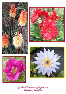 My Garden Flowers