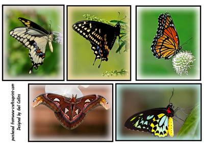 Butterfly Topper No 1