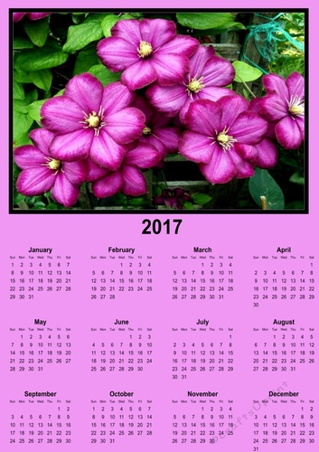 clematis pink