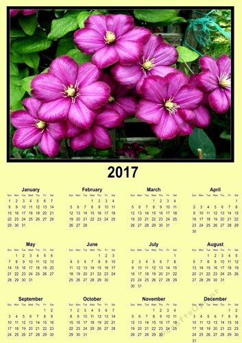 Clematis yellow