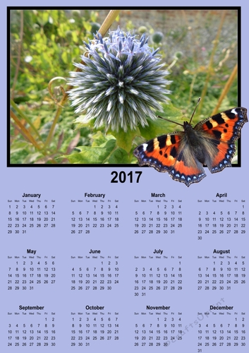 Tortoishell butterfly calender