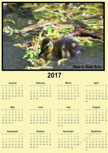 duckling calender