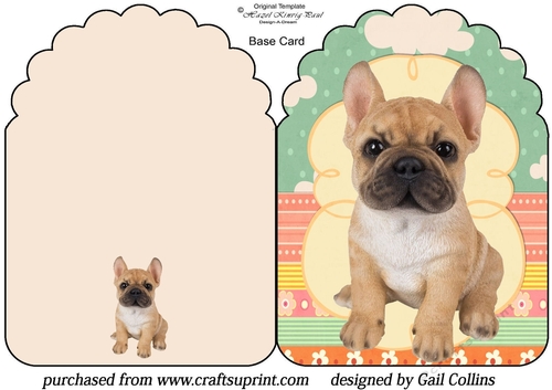French bulldog Pup