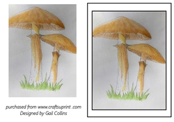 Fungi 2