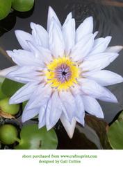 Waterlilly