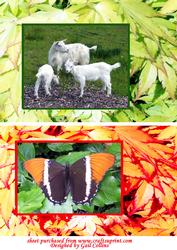 Butterfly and Goats Quick Cards