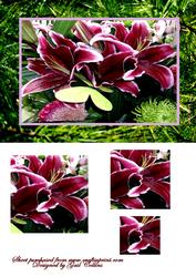 Lilly Pyramage