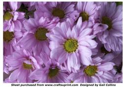 Chrysanthemums