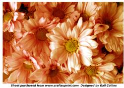 Peach Chrysanthemums Backing Sheet