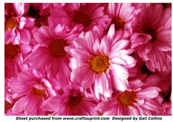 Chrysanthemums Pink