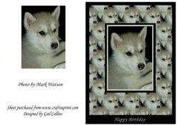 Huskie Puppy
