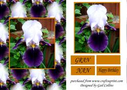 Bearded Iris