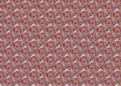 Pink Rose Bud Backing Sheet