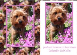 Yorkie Boy