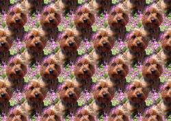 Yorkie Boy Backing Sheet