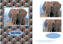African Elephant