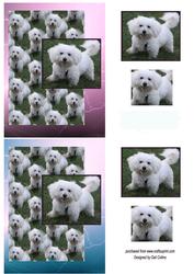 Fluffy White Dog