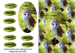 The Barn Owl