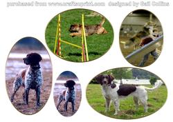 Agility Classes- Dogs