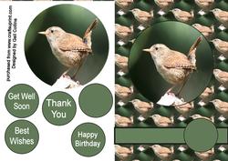 Little Wren
