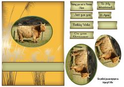Highland Cattle