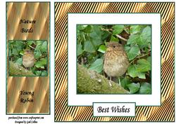 The Baby Robin