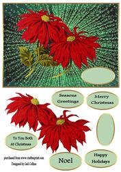 Poinsettia