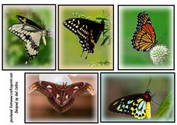 Butterfly Topper No 1