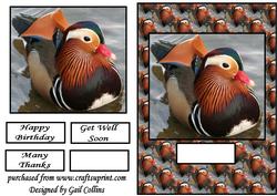 The Manderine Duck