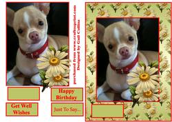 The Chihuahua
