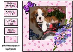 Boxer Puppy