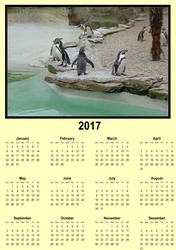 pengiuns having fun