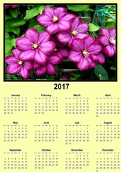 Clematis yellow