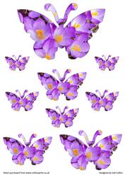 Crocus Butterflies