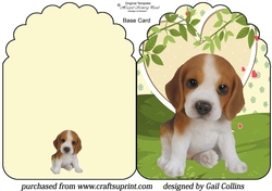 Beagle pup