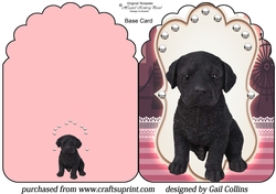 black lab pup