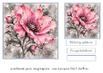pink rose
