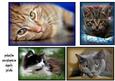 Cat Toppers No 2