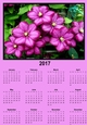 clematis pink