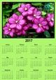 clematis green