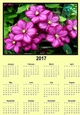 Clematis yellow