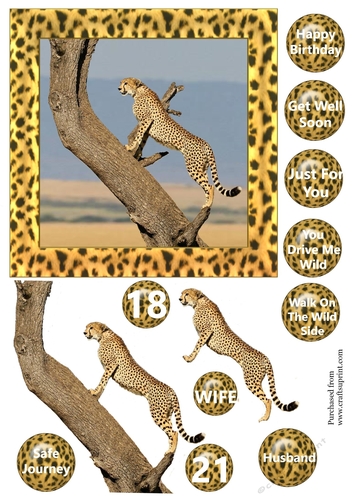 Cheetah up tree in matching frame - various greetings & ages 18, 21