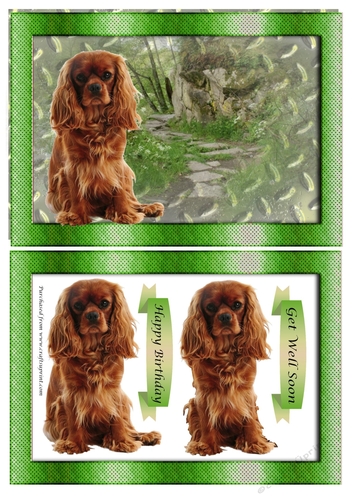 King Charles Spaniel (brown) Birthday or Get Well Soon
