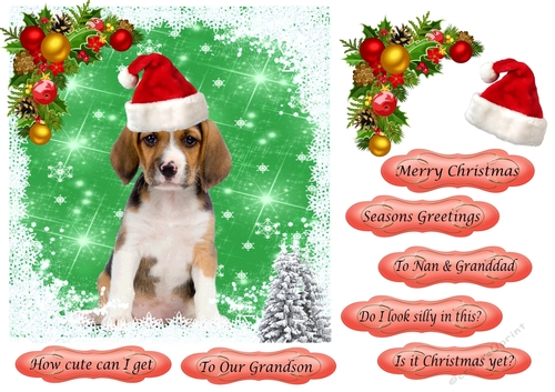 Puppy in Santa Hat