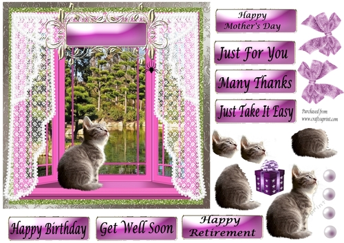 Grey Fluffly Kitten watching spider in Pink Bay Window - various greetings