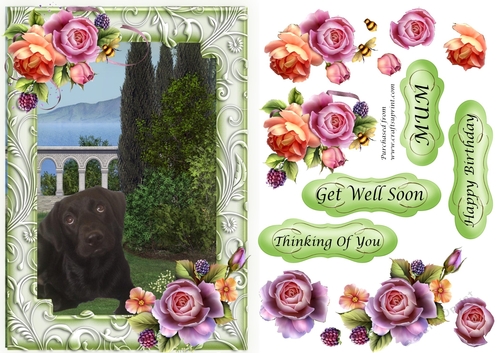 Black Labrador in garden with frame