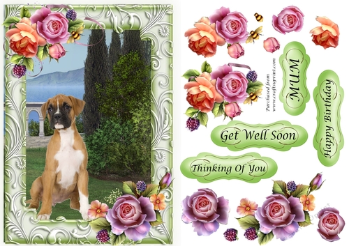 Bull Dog Puppy sitting in garden with frame