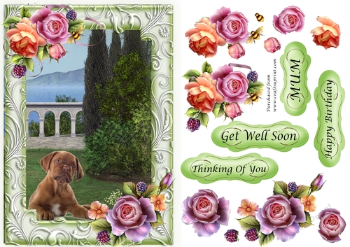 Bull Mastiff Puppy sitting in garden with frame