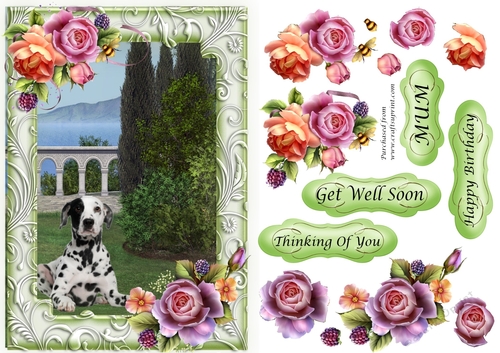 Dalmatian in the garden with frame