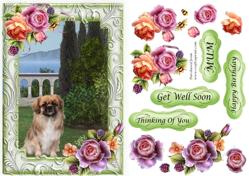 Fluffy Pug Dog in the garden with frame